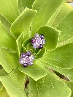 Brincos Rosa Roxo